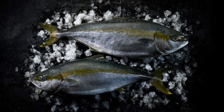 Arrom distribuirá a nivel nacional el Hiramasa de Nordic Kingfish