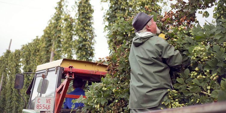 Recogida Cosecha Lupulo-Hijos de Rivera