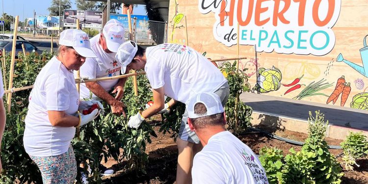 Huerto terapeutico solidario El Paseo-Carmila