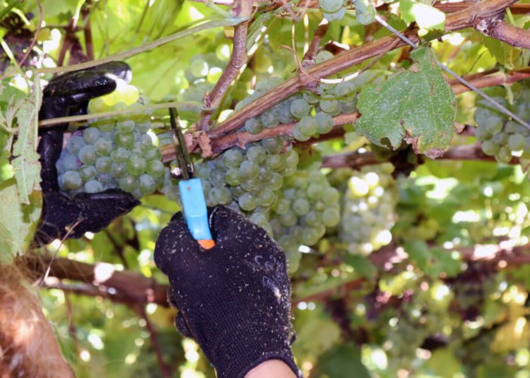 Vendimia DO Rias Baixas