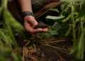Garden Gourmet encabeza la evolución hacia una agricultura renovable