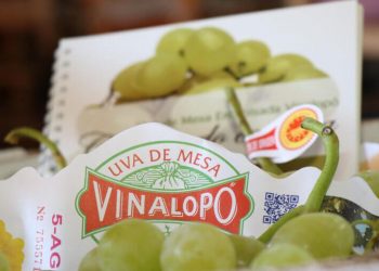 Uva embolsada vinalopo