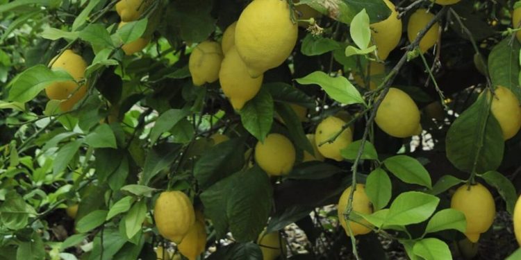 Limones