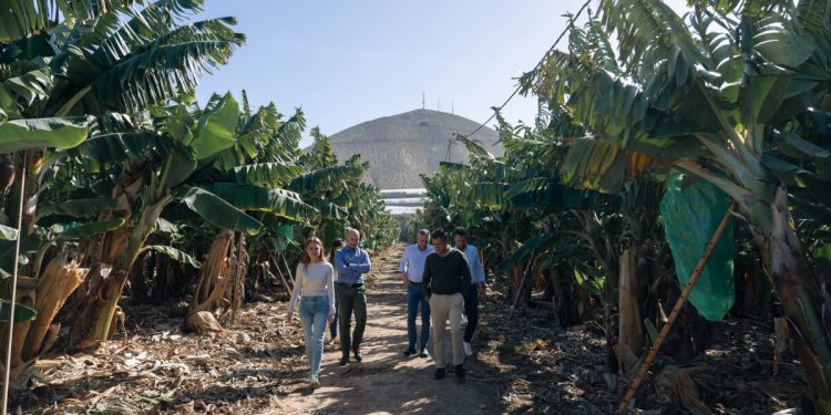 HiperDino-visita platanos canarias