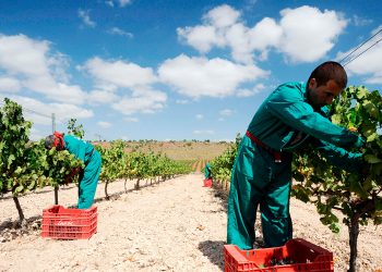 Vendimia en Bodegas Luzon