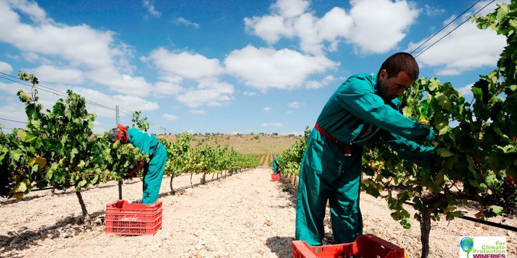 Vendimia en Bodegas Luzon