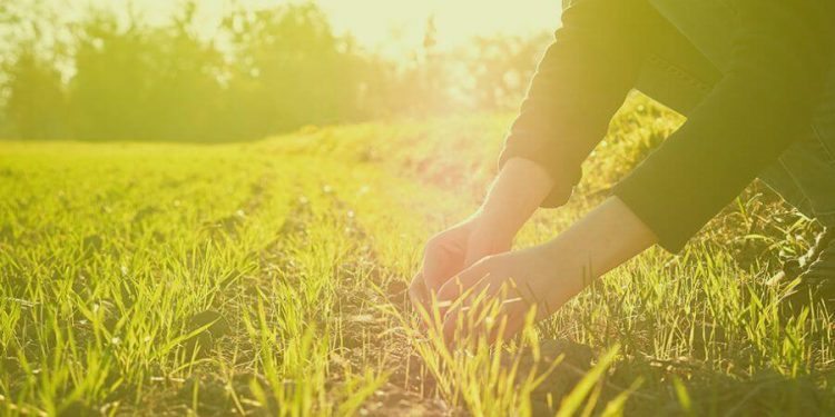 El futuro de la alimentación: cómo las legumbres marcan (y marcarán) la pauta de la dieta mundial