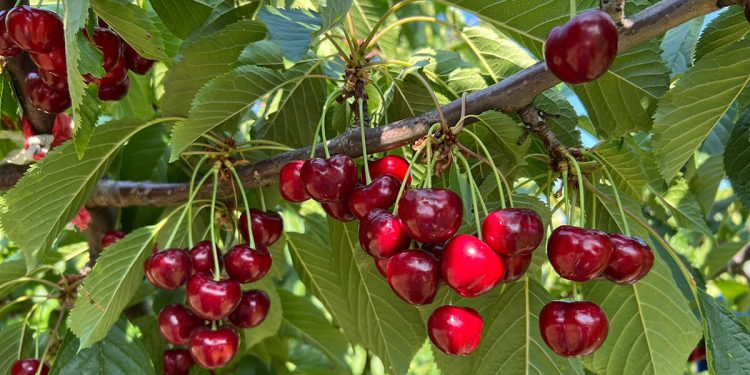 Picotas DOP Cereza del Jerte