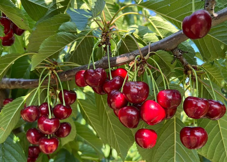 Picotas DOP Cereza del Jerte