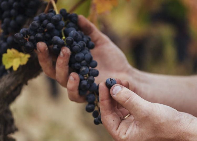 Rioja cosecha