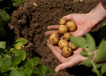 Impact Zero: PepsiCo y Fertiberia reducen emisiones en cultivos de patata