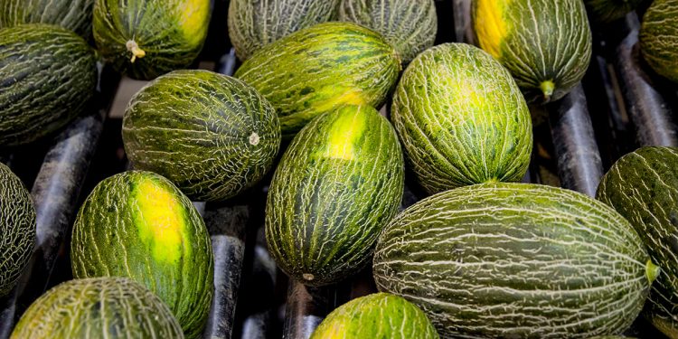 melón