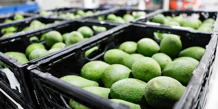 HiperDino aguacates