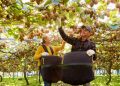 Zespri