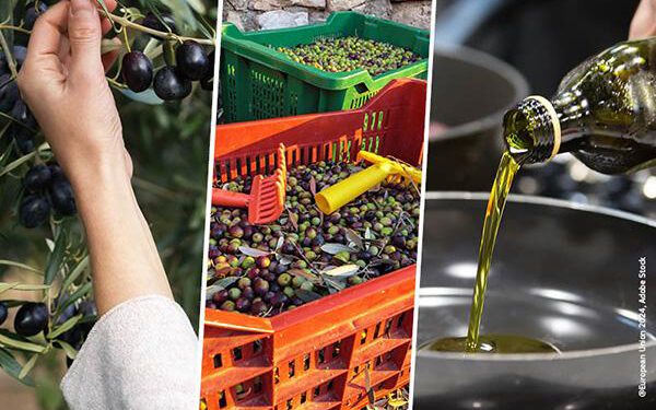 Aceite de oliva y aceituna de mesa