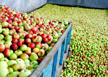 Cosecha Manzana Maeloc