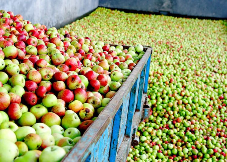 Cosecha Manzana Maeloc