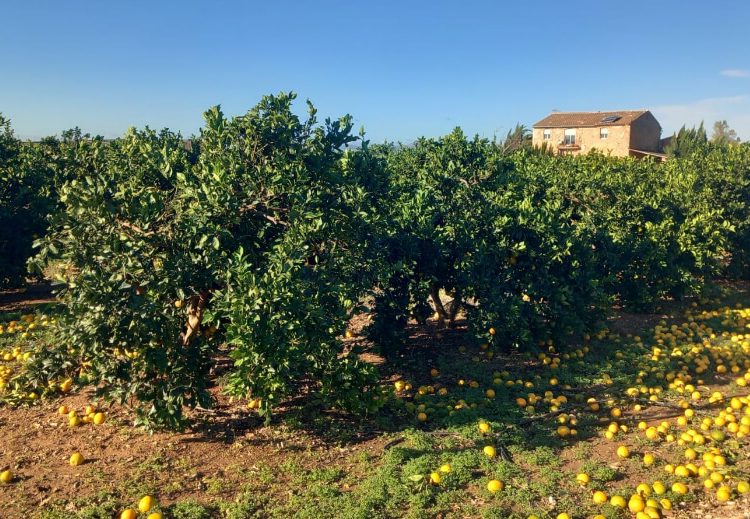 DANA Valencia - La Unio