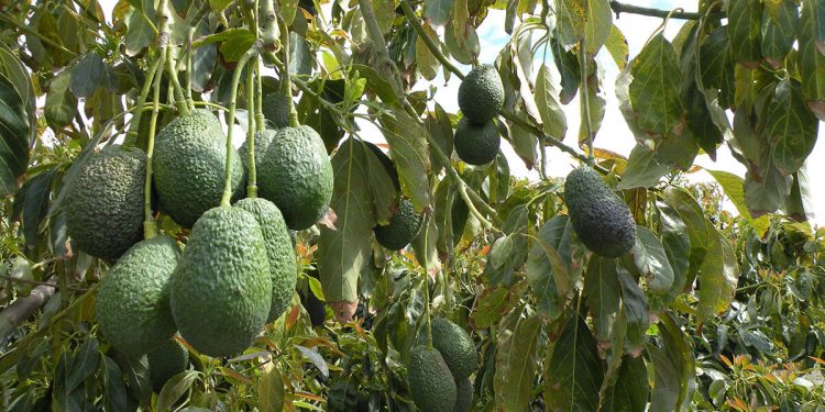 Montosa aguacate