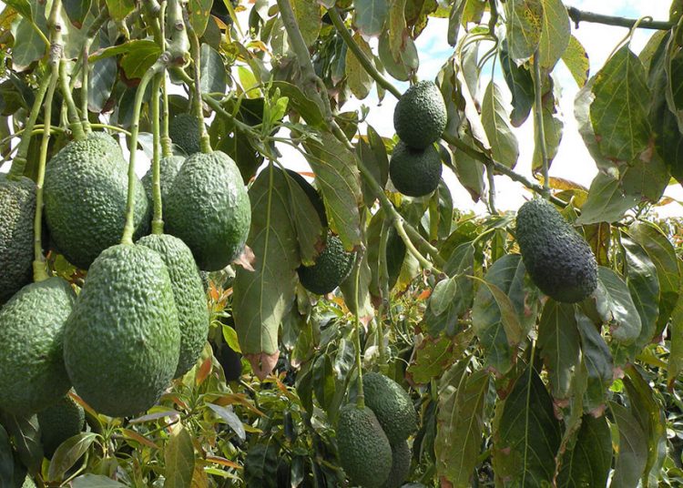 Montosa aguacate