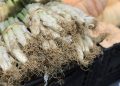Aldi - Calcots