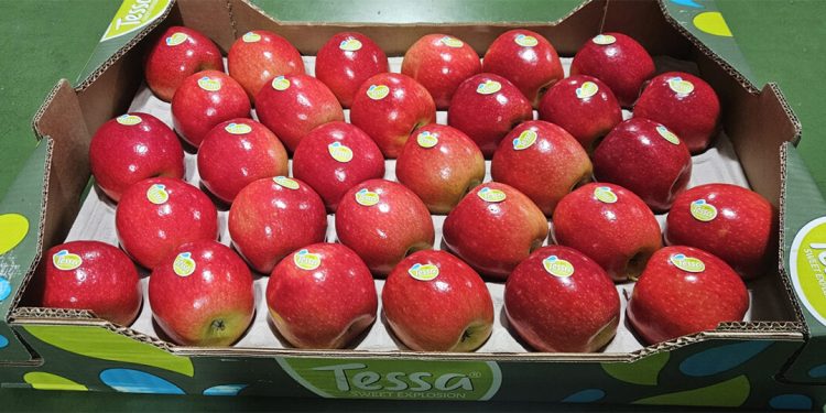 Manzana Tessa - Fructicola Emporda