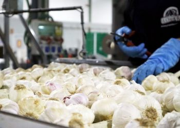 El sector del ajo y la cebolla español se enfrenta a importantes desafíos en el mercado europeo. Fuente: Grupo Lomar.