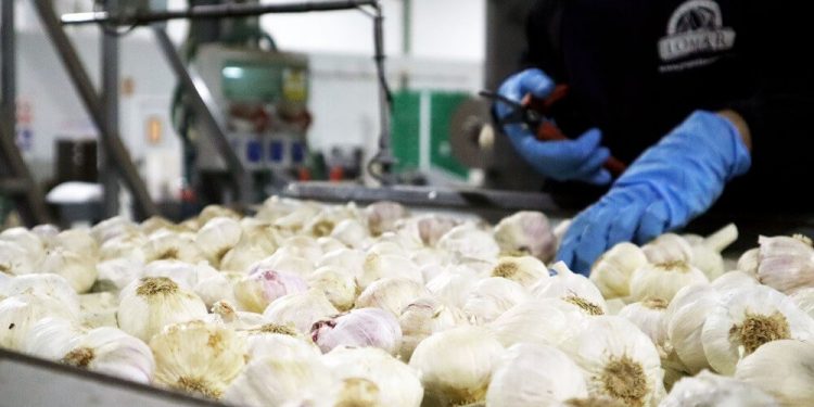 El sector del ajo y la cebolla español se enfrenta a importantes desafíos en el mercado europeo. Fuente: Grupo Lomar.