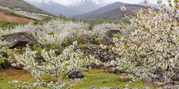 Valle del Jerte en flor