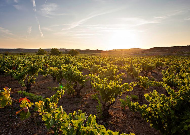 Los Campos Marques de Riscal