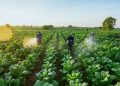 innovacion agroalimentaria
