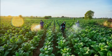 innovacion agroalimentaria