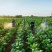 innovacion agroalimentaria