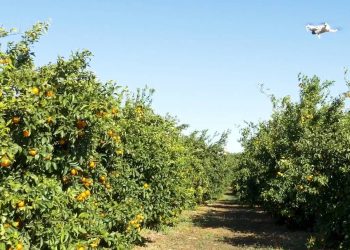 Acciones Legales ORRi