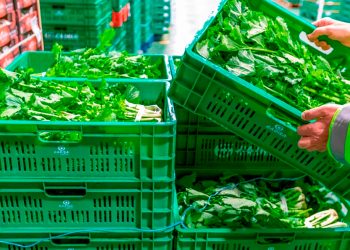 Gadis Cajas reutilizables