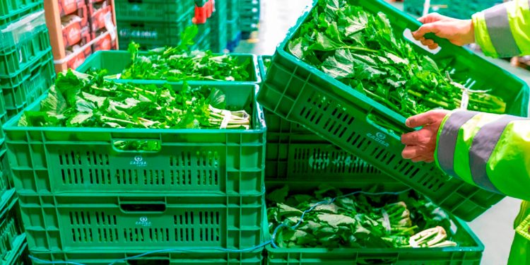 Gadis Cajas reutilizables