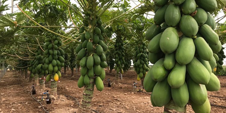 Papaya