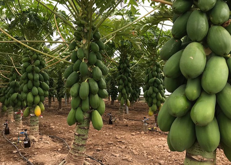 Papaya