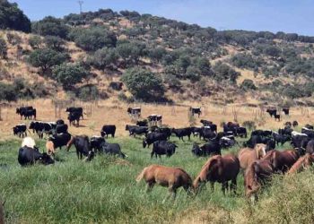trashumancia_extremadura_avilena