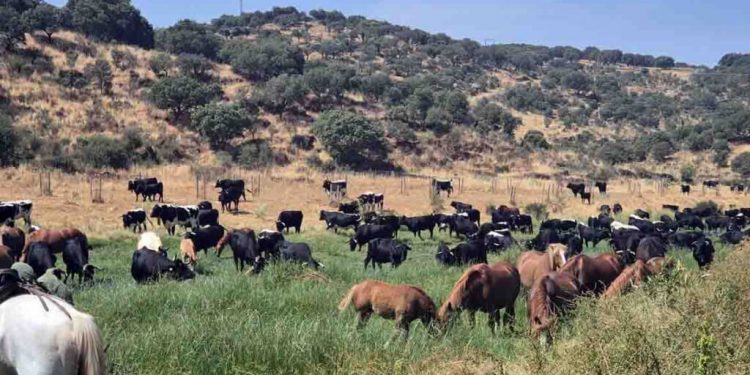 trashumancia_extremadura_avilena