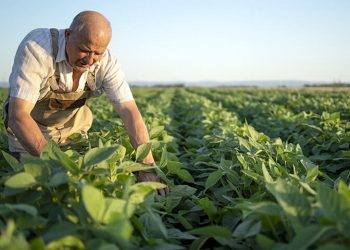 Leguminosas. Fuente: Autor Foods