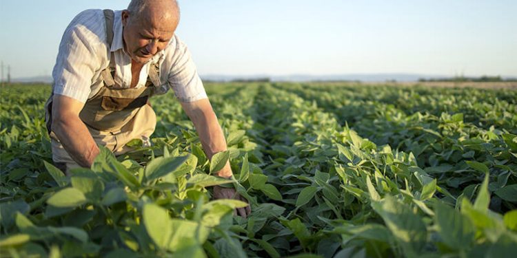 Leguminosas. Fuente: Autor Foods