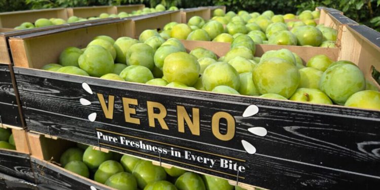 Verno. Fuente: Martimar