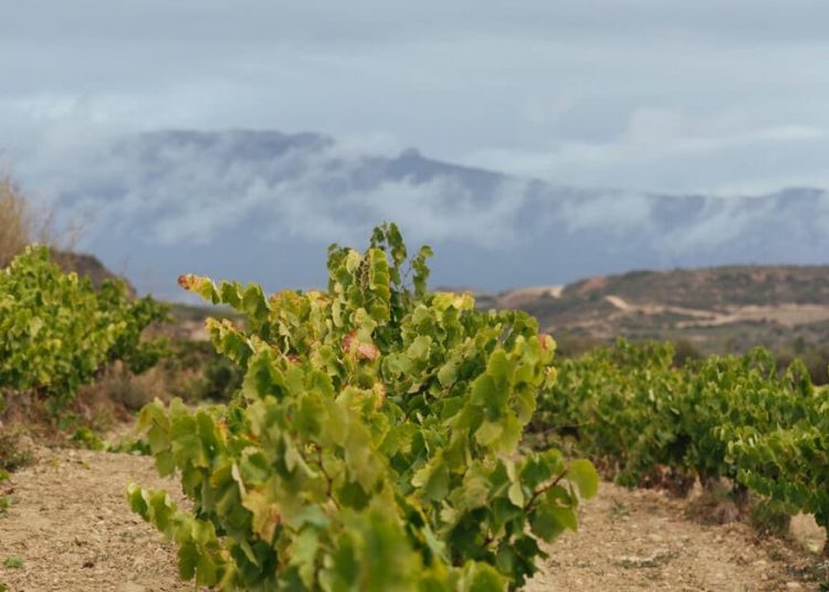 La DOCa Rioja aplica medidas adicionales de control para esta vendimia ante la situación excepcional del viñedo. Fuente: DOCa Rioja.