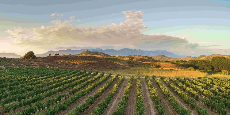 Zamora Company avanza en su estrategia de sostenibilidad. Fuente: Zamora Company