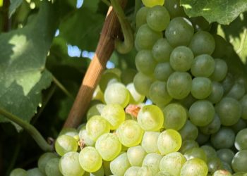 DO Somontano. Fuente: Alimentos de Aragón