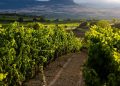 La DOCa Rioja activa la plataforma para solicitar la revisión extraordinaria de rendimientos asignados. Fuente: DOCa Rioja.