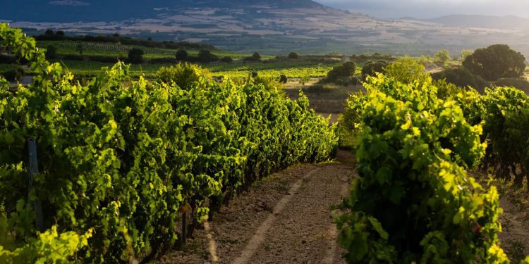 La DOCa Rioja activa la plataforma para solicitar la revisión extraordinaria de rendimientos asignados. Fuente: DOCa Rioja.