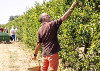 Fruta de Toro llega a Europa gracias a Temu. Fuente: Frutas de Toro
