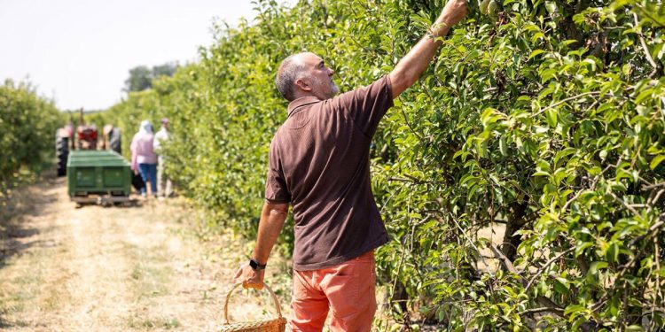Fruta de Toro llega a Europa gracias a Temu. Fuente: Frutas de Toro